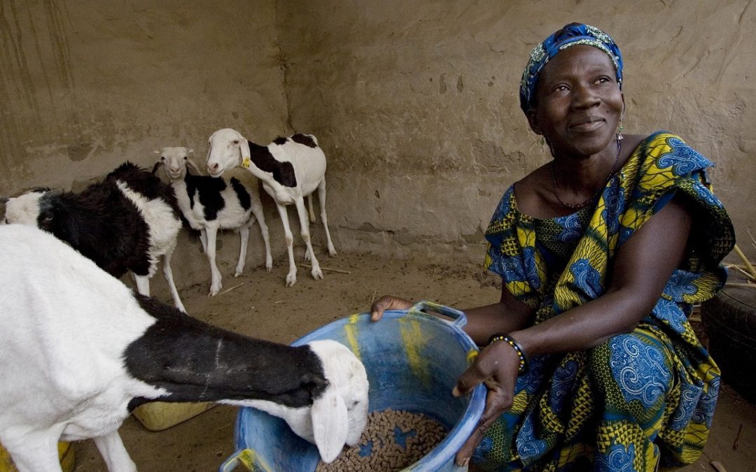 Beyond the Farm: Heifer Reaches Families in Need with Technology