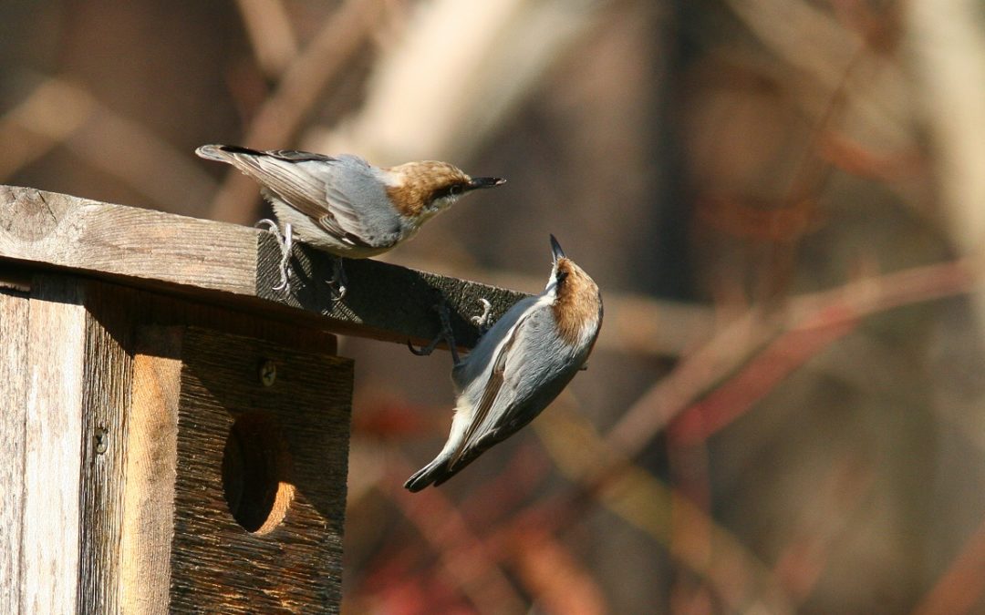 A Southern Home for a Southern Bird: Success Through Nonprofit Storytelling